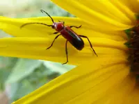 sunflower bug 1.webp