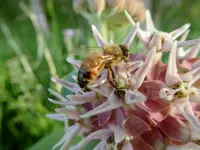 sunflower bugs 4.webp