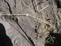 bead in-situ 8-17-17.webp