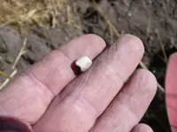 bead in hand 8-17-17.webp