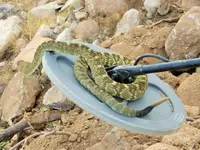 snake coil.webp