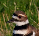 K1600_DSCN4185.webp