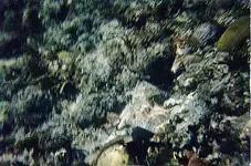 REEF2.webp REEF2.webp