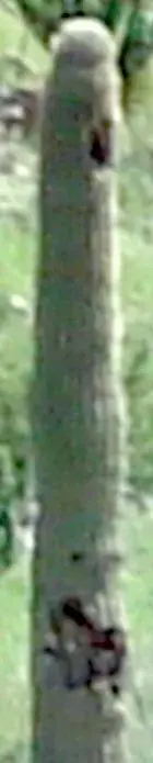 cross_heart.webp