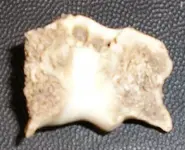 BF137.webp