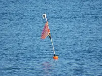 red flag sea lions 051.webp red flag sea lions 051.webp