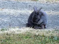 RabbitA.webp RabbitA.webp