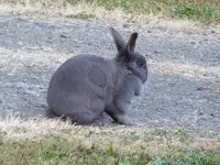 Rabbit2A.webp Rabbit2A.webp