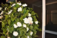 moon flower 4.webp