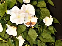 moon flower 5.webp