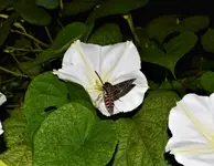 DSC_0083moon flower 6.webp