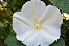 moon flower 3.webp