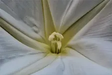 moon flower 2.webp