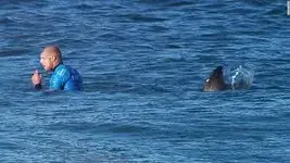 shark.webp
