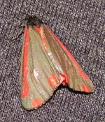 red moth 006.JPG