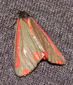 red moth 006.webp