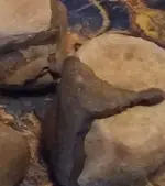 rocks.webp