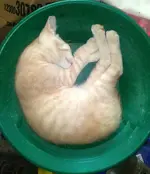 Gold Nugget Kitten.webp