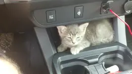 Kitty2.webp