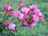 roses1A.webp roses1A.webp