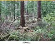 tree.webp