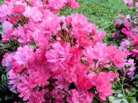 rosesA.webp rosesA.webp
