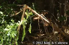 firtreesaplingbrokenbyblackbear6912.webp
