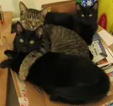 calm kitties 011.webp calm kitties 011.webp