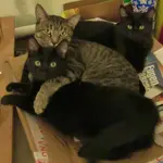 calm kitties 007.webp calm kitties 007.webp
