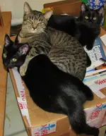 calm kitties 005.webp calm kitties 005.webp