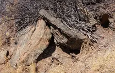 wedge-near-turtle.webp