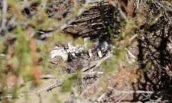 skeleton-10ft_left.webp