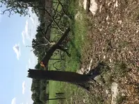 tree1.webp