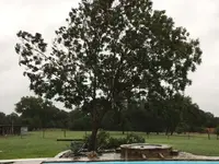 tree3.webp