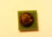 flowerbutton.webp