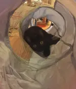cat in the tunnel.webp