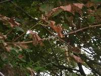 DSCF0004.webp DSCF0004.webp