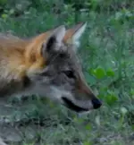 DSCN3506.webp