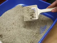 117722149-how-often-clean-cat-litter-box-632x475.webp