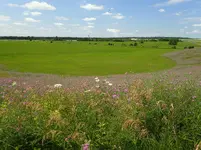 009.webp