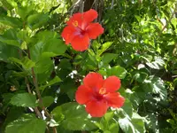 082817 1.webp