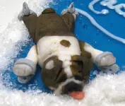 skating-dog.webp