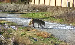 coyote on trail.webp