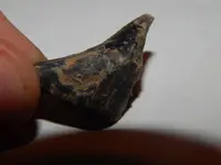 DSCN7106.webp