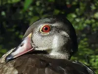 RSCN4526.webp