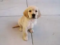 Marley puppy.webp