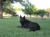 dexterdawg!.webp
