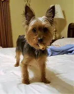 Charlie.webp