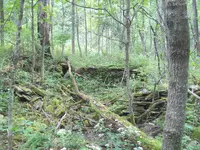 cellar1.webp