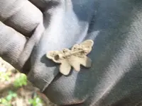 mothpin.webp